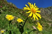 15 Splende pure il giallo intenso di questi bellissimi fiori , Doronico del granito (Doronicum clusii)